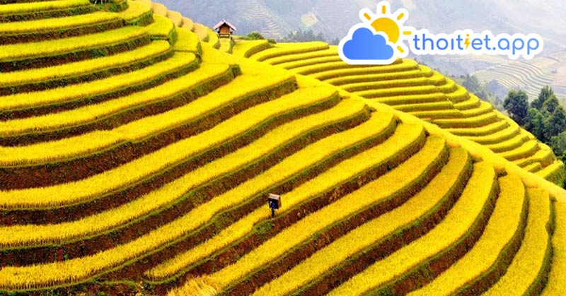 Du lịch Mẫu Sơn – Lạng Sơn vào mùa hè để ngắm nhìn ruộng bậc thang vàng óng một màu