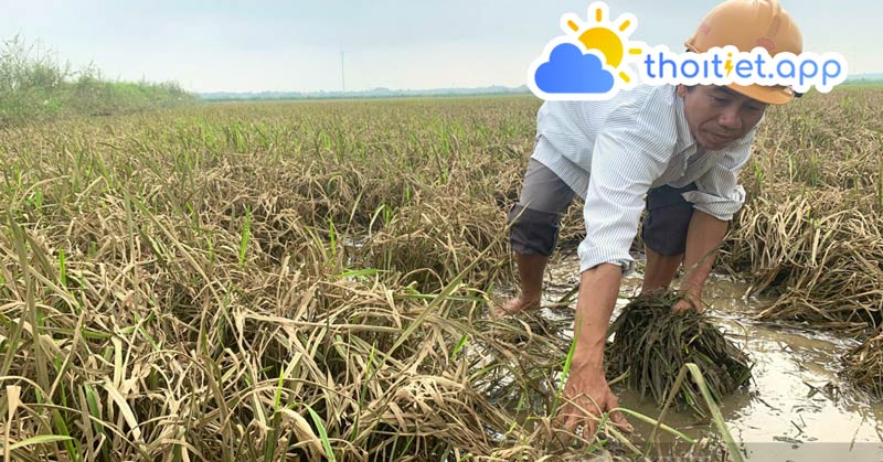 Nông dân Quảng Bình có nguy cơ mất trắng vì lúa chết la liệt sau mưa lũ bất thường
